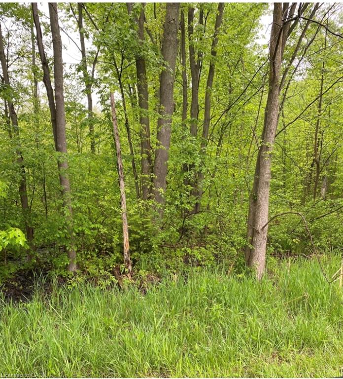 Natural woodland setting with mature trees and lush green foliage