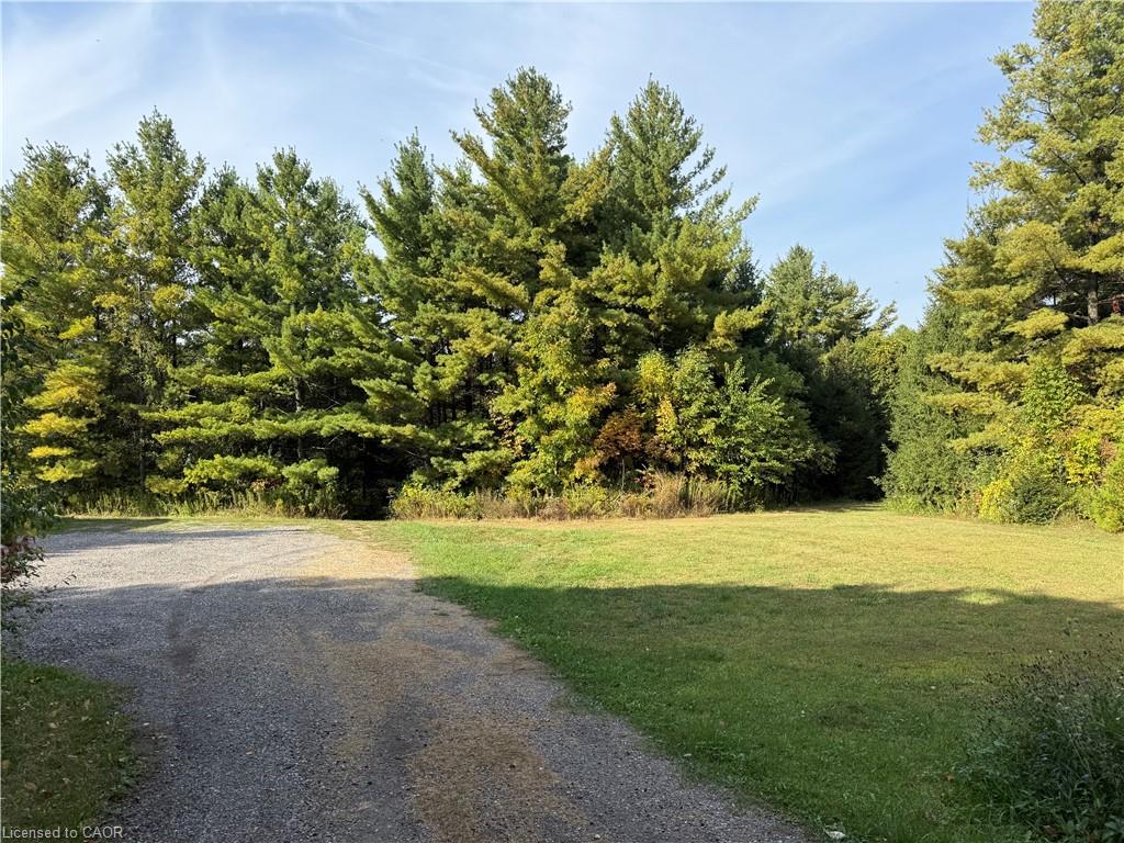 Gravel driveway leading to a grassy area, bordered by extensive mature trees