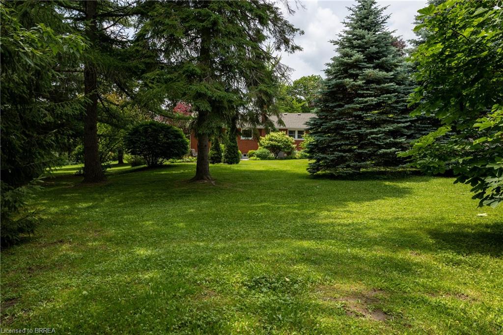 Expansive lawn area featuring mature evergreen trees and dappled sunlight